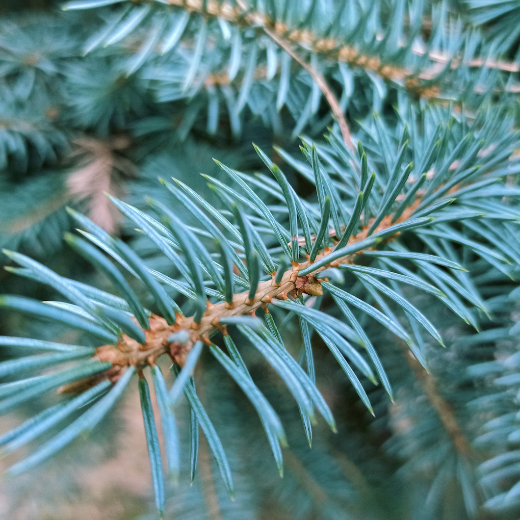 Blue Spruce fragrance oil