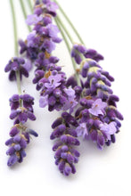 Lavender 40/42 Essential Oil