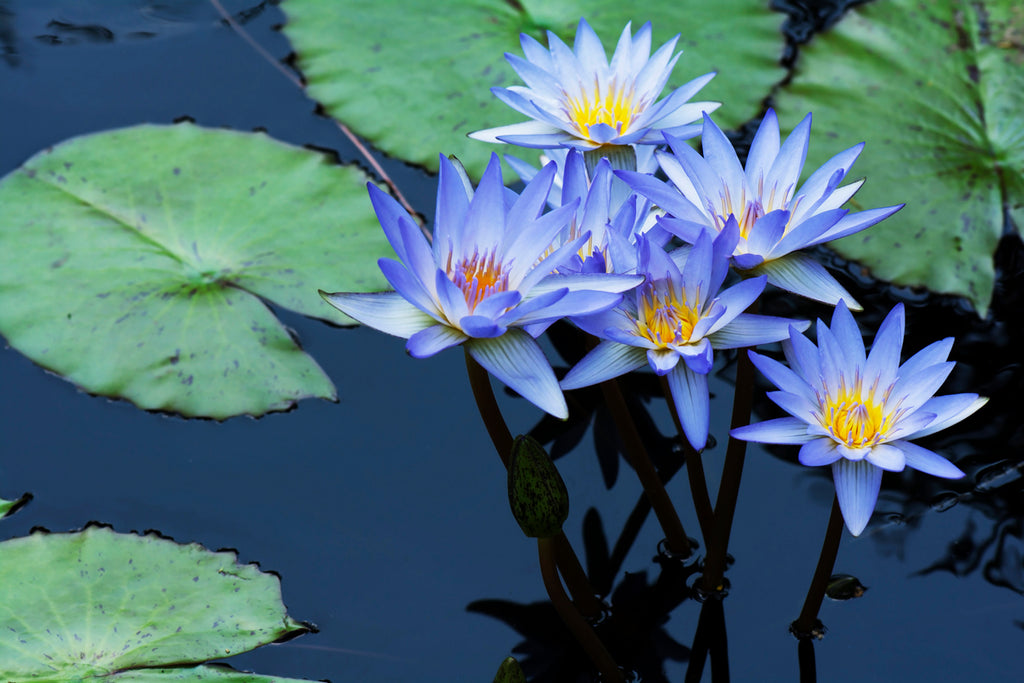 Lotus Blue (Blue Water Lily) Absolute Oil