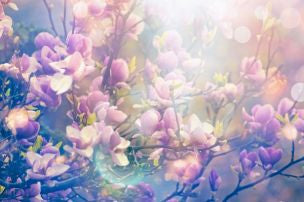 Spring Fragrance Oil Collection