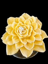 Dahlia Bloom Collection candles