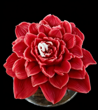 Dahlia Bloom Collection candles