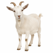 Unscented Goat Milk Soap