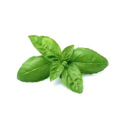 Basil Essential oil