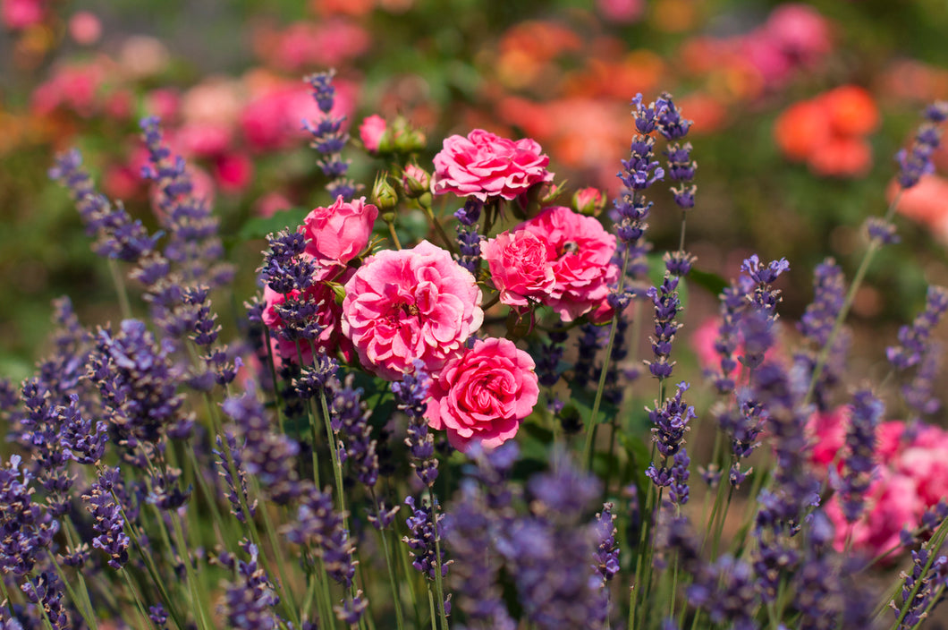 Lavender Rose