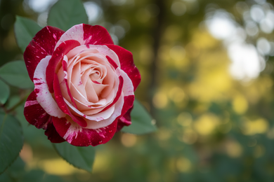 red and white rose