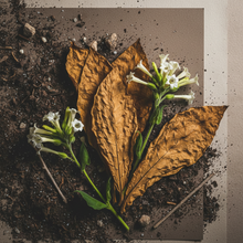 Tobacco Flower Fragrance Oil for Soap and Candles