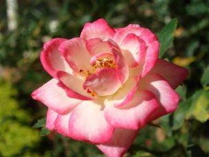 Country Rose Fragrance Oil