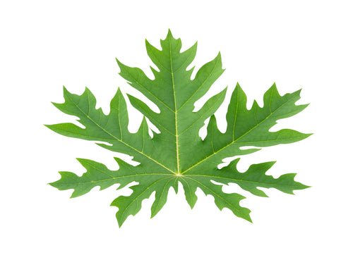 Papaya Leaf Oil