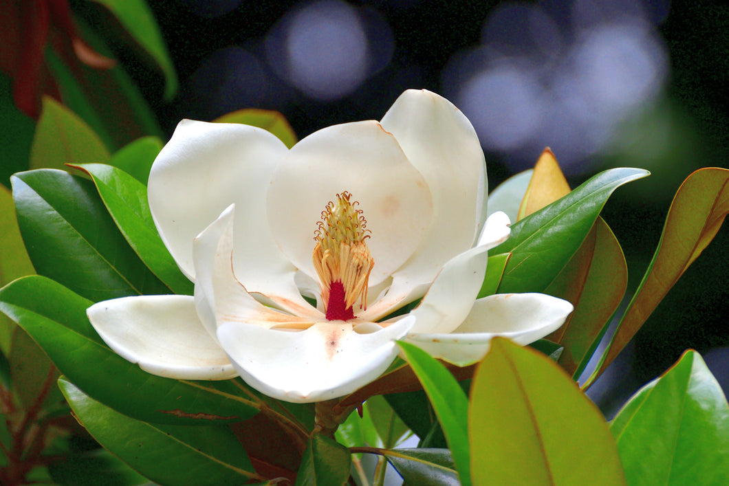 Magnolia Fragrance oil