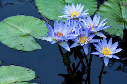 Blue Water Lily fragrance oil