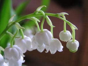 Lily of the Valley Fragrance Oil